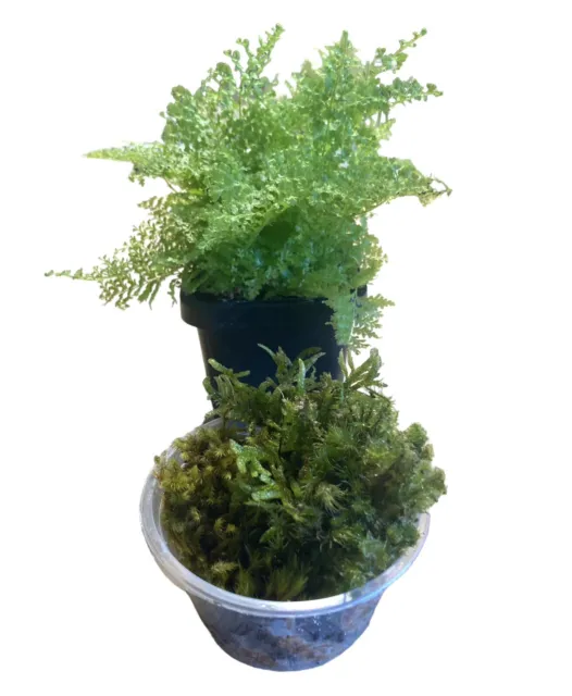 1 x Terrarium Plant + 80ml Live Moss Sampler - Terrariums - A+ Grade