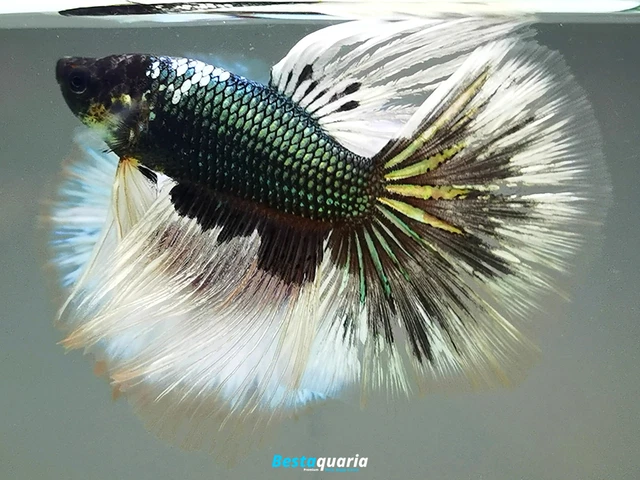 Premium Live Betta Fish l Male Halfmoon Copper Ghost Dragon
