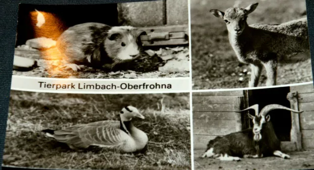 52302 Ak Animal Park Limbach Oberfrohna Thuringian Landziege Streifengans