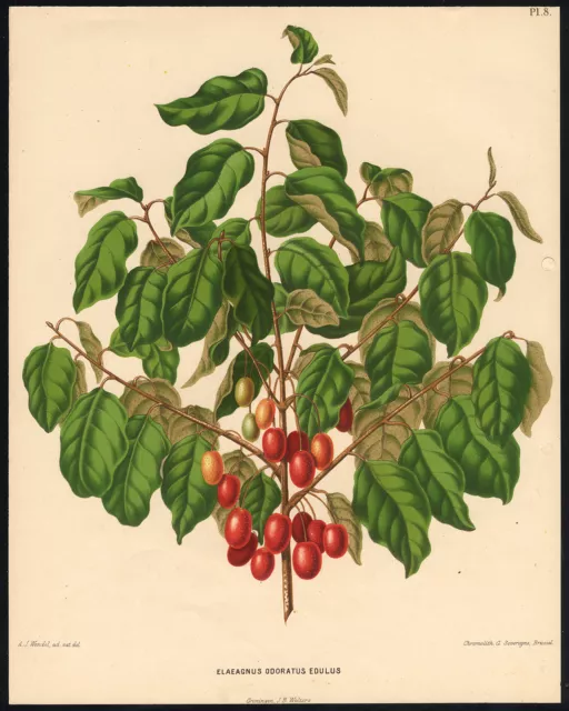 Antique Print-ELAEAGNUS-FLORA EN POMONA-Wendel-Severeyns-1876