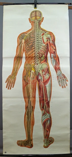 MEDICAL POSTER VINTAGE Mural Rollable Wall Chart Human Nervous System £ ...