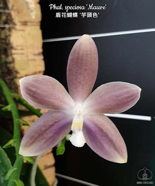 E32: Phal speciosa 'Mave' 盾花蝴蝶‘芋头色’