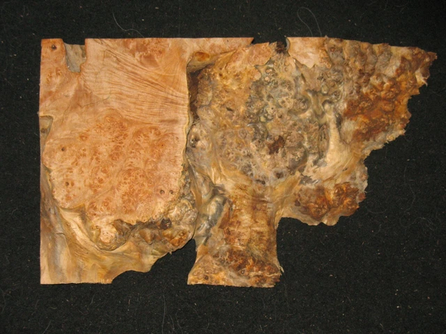 Maple Burl Block Carving Craft Art Knife Call 15"