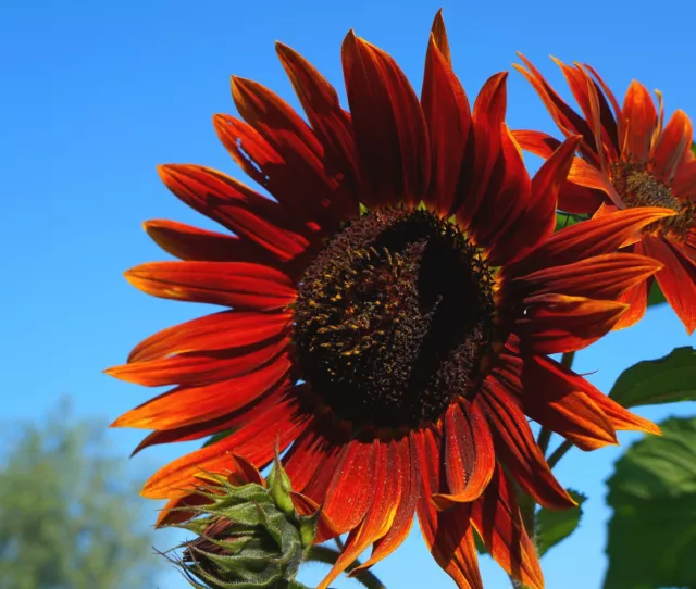 50 Samen Rote Sonnenblume Crimson Queen Helianthus Sonnenblumen Tolle Schönheit