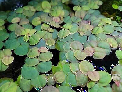 Floating Plants Combo: Red Root, Water Lettuce, Amazon Frogbit 15 leaves of each