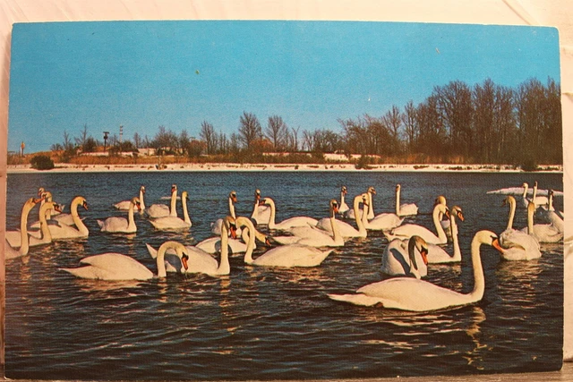Michigan MI Northern Swans Postcard Old Vintage Card View Standard Souvenir Post