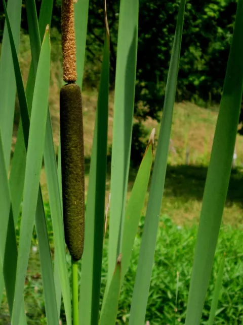 100 Samen  Rohrkolben Typha latifolia, Wasserpflanze, Teichpflanze, Sumpfpflanze