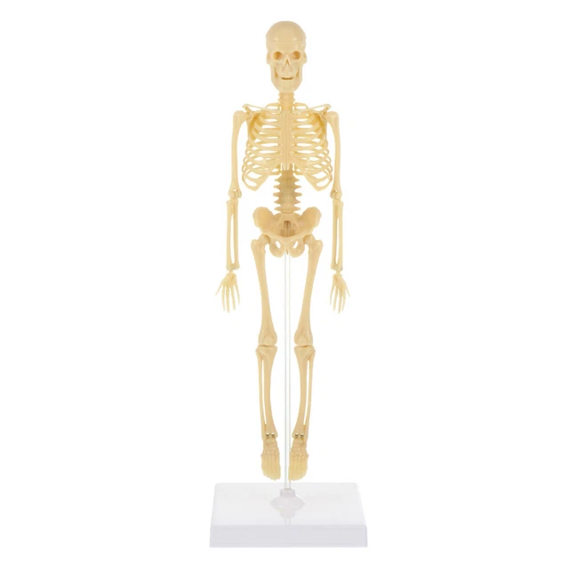 Squelette Humain Désarticulé Houseables - Modèle Anatomique Complet 62 Pièces, Pour L'étude Ou La Décoration