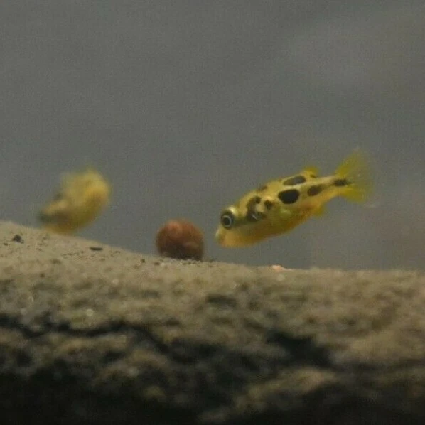 Live Indian Dwarf Pea Puffers *Pack of 3 Freshwater Nano Fish* (PLS READ DESCR)