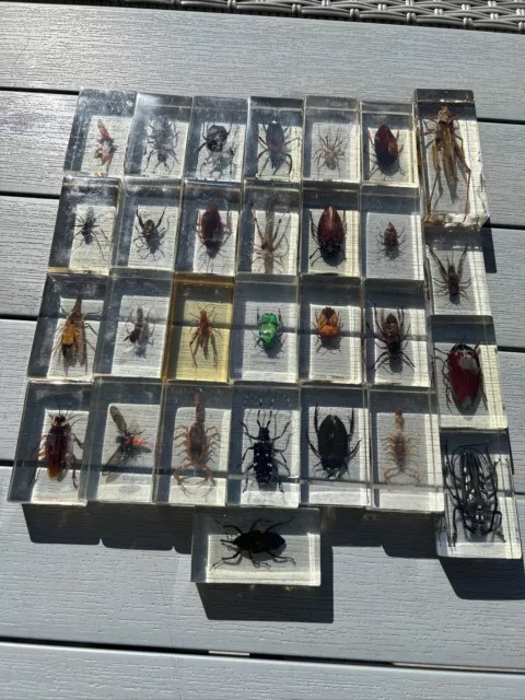 29  National Geographic Real Life Bugs and Insects Resin Collection Display Case