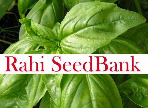 Basil Italian Large Leaf 60+ Seeds Heirloom Aromatic Culinary Basil Variety