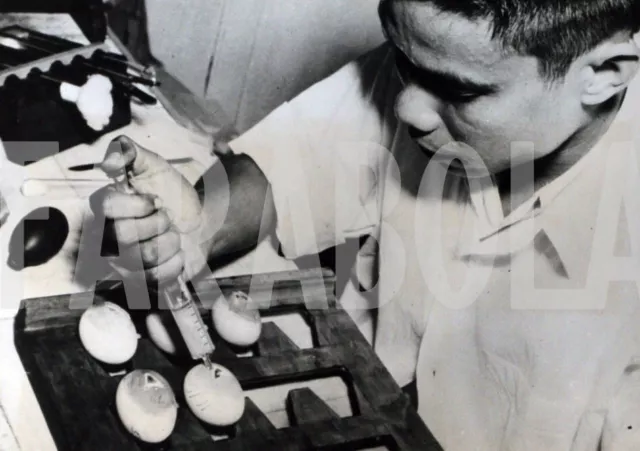 Foto vintage de archivio Animales Técnico Tailandés Studia Vacuna contra La Años