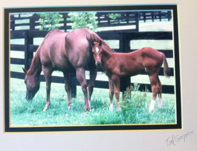 🔥TED COOPER🔥 Original Wildlife Photograph Horses Mare & Colt SIGNED AND MATTED