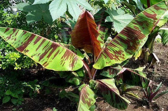 RED TIGER BANANA - Musa sikkimensis x 10 Seeds