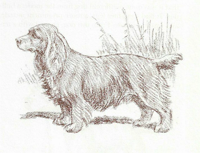 Sussex Spaniel - CUSTOM MATTED - 1954 Vintage Dog Art Print - Megargee