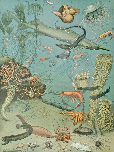 Tile Mural/Mosaic Ceramic Panel of Ocean Life- Adolphe Millot Print- Tile Mosaic