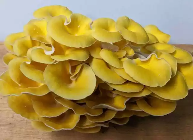 Golden Oyster Mushroom Grow Kit (P. citrinopileatus) - Already Inoculated