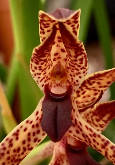 Maxillaria Espèces´ Red Spotted Birds ´ New Taille de Floraison Orchidée