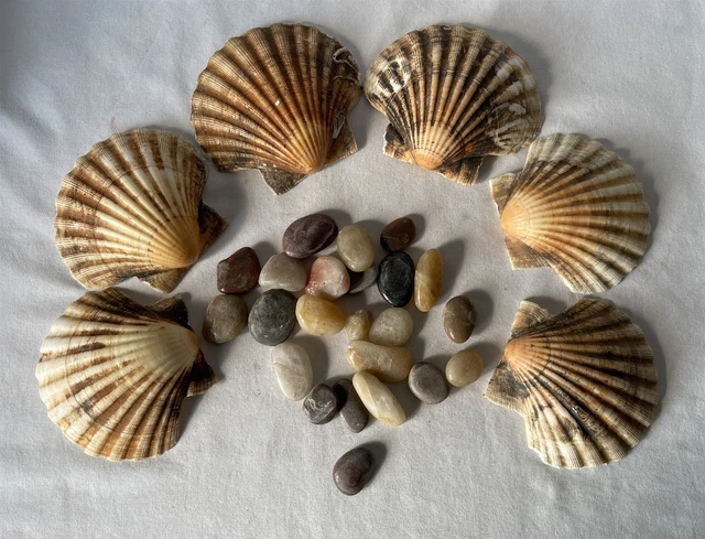 Vintage 0.5kg Job lot 6 x Half Scallop Type Shells + 23 Mixed Polished Stones