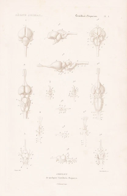Gravures Sur Bois Anciennes - Anatomie Homme Médecine Musculature - Vers 1600 - Occasion