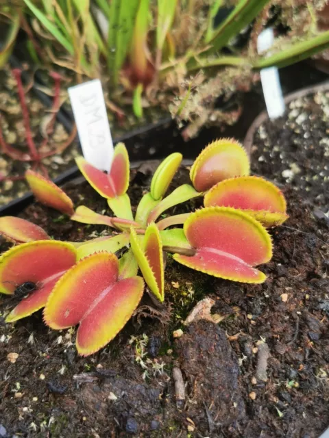 Dionaea muscipula -- type microdents  / VFT Venus flytrap