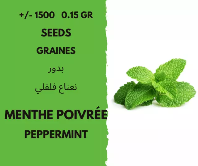 +/- 1500   0.15 Gr  de graines menthe poivree - peppermint seeds