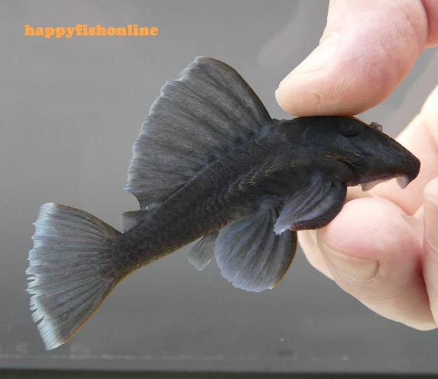 Nice Breeding Pair Of L239 Dwarf Blue Panaque Plecos! Young Adults! Wc - 6-8 Cm
