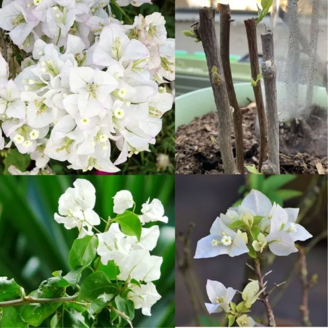 Buganvillas Blanco Color Vivo Inicio Planta de Flor Viva Crecimiento Rápido Nuevo Corte