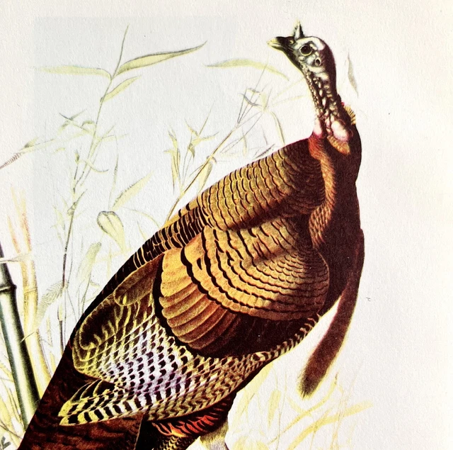 Wild Turkey Gobbler Bird Lithograph 1950 Audubon Antique Art Print DWP6C