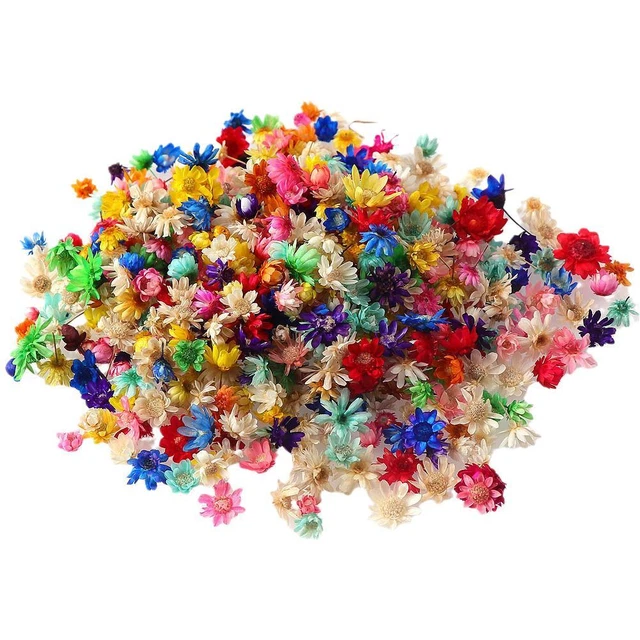 100-600 piezas de flores secas prensadas reales hágalo usted mismo para la fabricación de joyas de resina artesanal