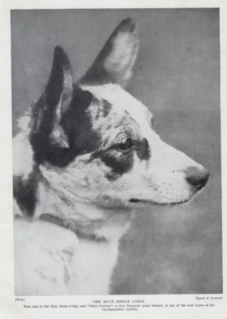 Blue Merle Welsh Corgi - 1934 Vintage Dog Art "Photo" Print - CUSTOM MATTED