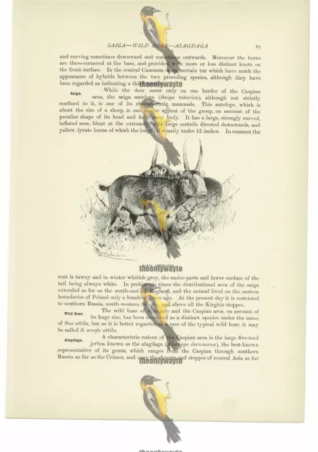 Saiga Antelopes, Animal Book Illustration (Print), c1916