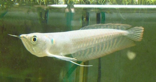4" Silver Arowana Live Freshwater Aquarium Fish