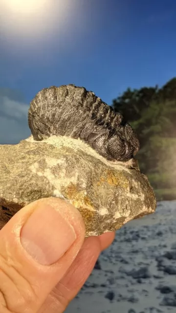 Barrandeops Trilobite Fossil on prepped matrix 81mm x 78mm Beautiful