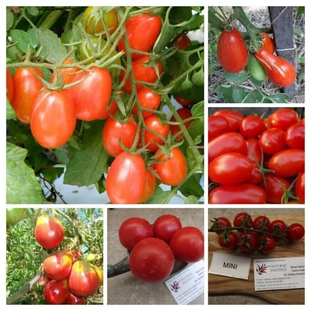 ROTE TOMATEN AUS RUSSLAND - SORTIERUNG - PAKET - 6 Sorten - 30+ Samen - V 119