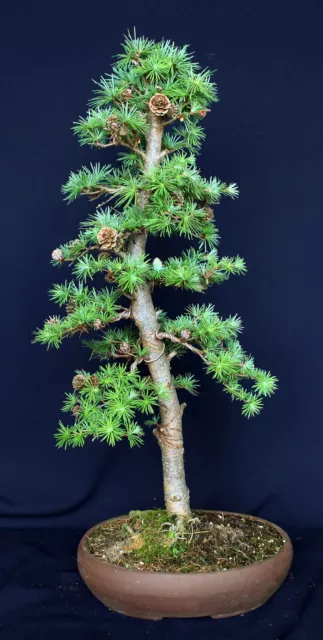 Bonsai Japanische Lärche Larix decidua - Outdoor - Solitär