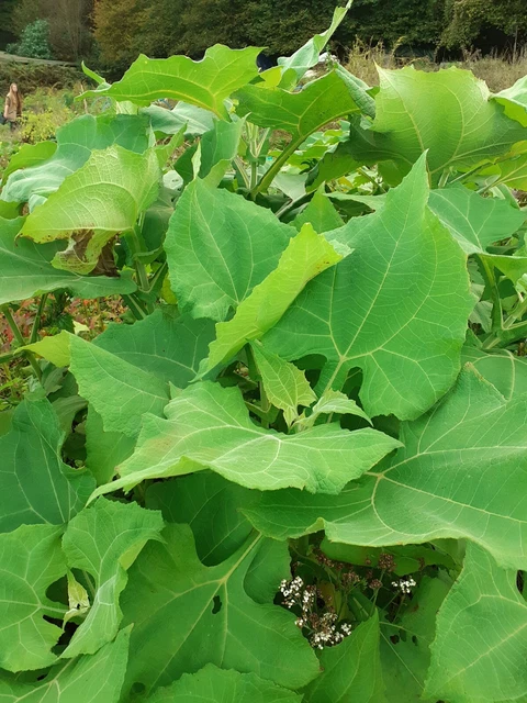Yacon Strawberry White (Polymnia edulis) x1 Plant Grow Tip Edible Tuber Root Veg