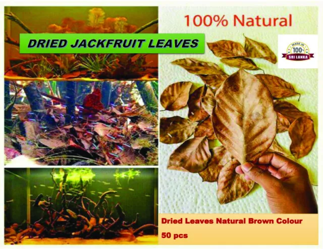 Jack Leaves Natural Dried Jackfruit Leaves Organic Biofilm Fish /Shrimp Aquarium