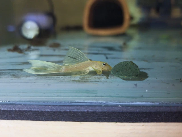 (6) L144- Longfin Lemon Blue Eye Bristlenose Pleco 1"+