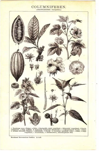 1894 BOTANICAL Plants Cocoa , Cotton. Dicotyledonous Choripetalie Antique Print