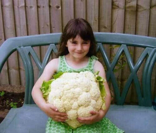 CAVOLFIORE Violetto Di Sicilia Precoce - Foto 4