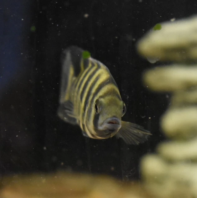 Live Buttikoferi Zebra Tilapia Cichlid (3" Aquarium Fish) PLS READ DESCR 8