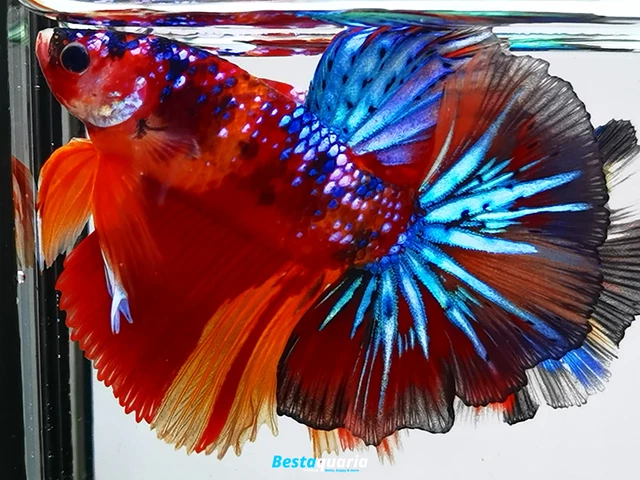 Premium Live Betta Fish l Male Halfmoon Candy Nemo Galaxy
