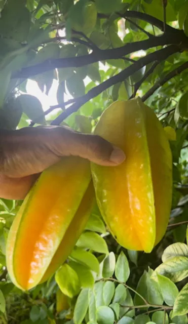 100+ Star Fruit Seeds Organic Carambola Averrhoa Heirloom New Fresh Seeds Ceylon