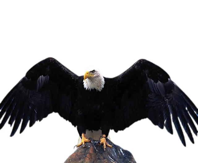 BALD EAGLE AMERICA Party Edible 2D Fondant Cake Cupcake Topper