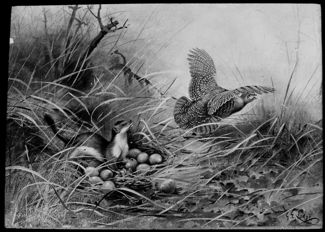 Magic Lantern Slide STOAT RAIDING PARTRIDGE NEST C1910 ILLUSTRATION ORNITHOLOGIE