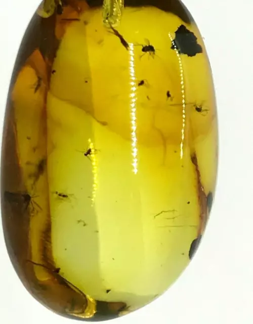 AMBER Pendant With 5 Insects Fossil Inclusion Baltic Amber Silver 925 4,1g 16552