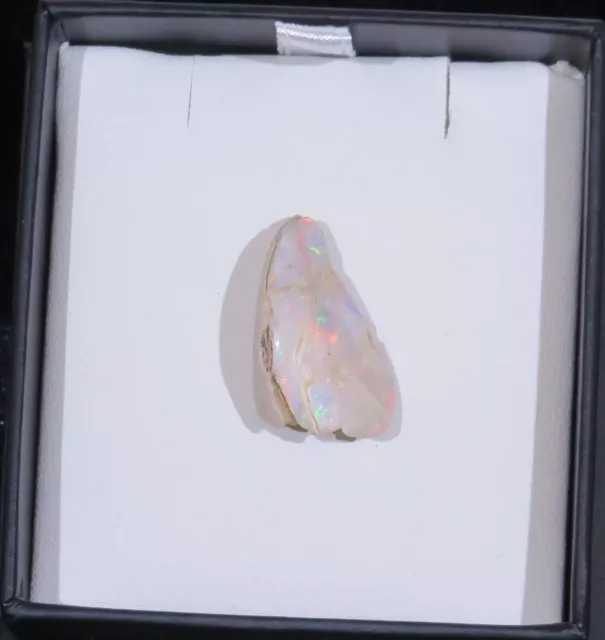 Solid White Opal  Shell Opalised, Australian Opal