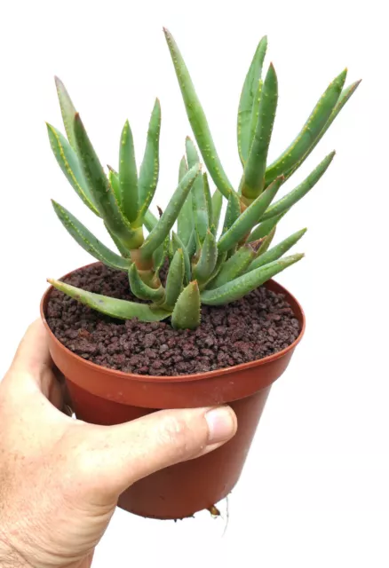 Aloidendron dichotomum (syn. Aloe dichotoma) B90