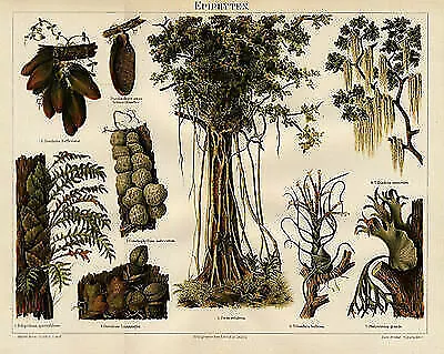 EPIPHYTEN Schmarotzer Pilze Original Chromolithographie von 1892 & Text Bxz